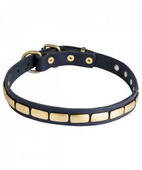 Leather Dog Collar for Siberian Husky Walking In Style