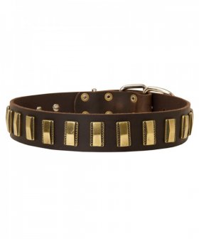 Practical Leather Husky Collar with Brass Plates