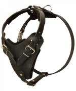 Easily Adjustable Comfy Leather Siberian Husky Harness