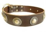 Chic Studded Leather Siberian Husky Collar