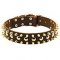 Designer Leather Siberian Husky Collar with Nickel Studs and Brass Spikes