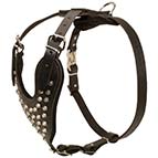 Stylish Leather Siberian Husky Harness with Nickel Plated Cones