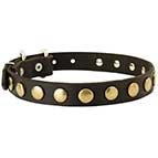 Leather-dog-collar-with-brass-circles-S27