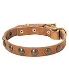 Daily Walking Leather Siberian Husky Collar with Brass Studs