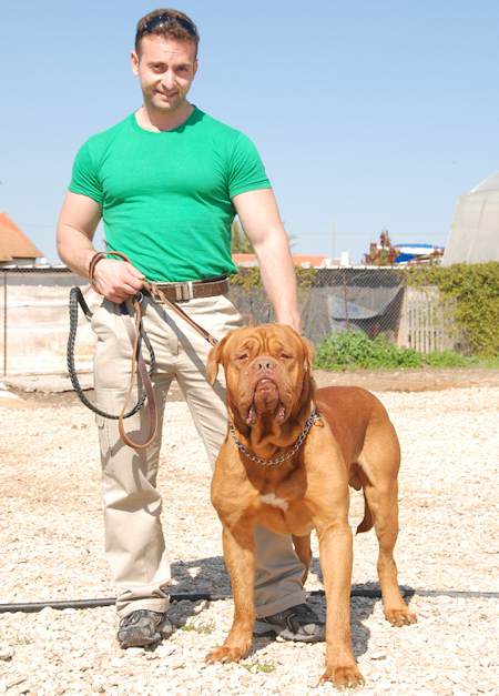 Mastiff dog training